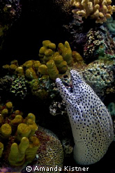 This is a spotted moray eel, most likely waiting for prey... by Amanda Kistner 